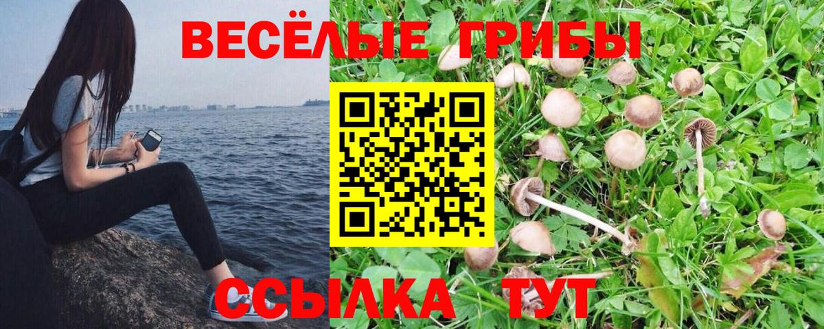 Галлюциногенные грибы Cubensis  Вход с VPN  Псилоцибиновые грибы прущие грибы  Тулун 